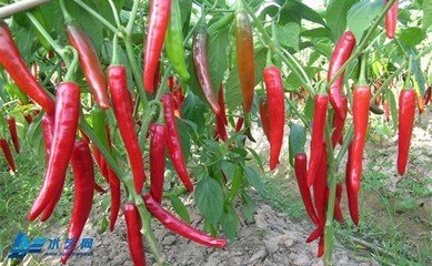 С�⽷���ʩ�ʝ�ˮ��С�⽷ʩ�ʝ�ˮ����