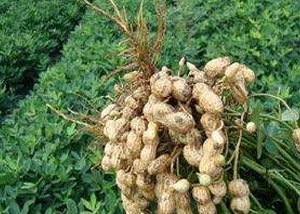 �������ʩ�ʴٸ߮a��������ʩ��Ҫ�c