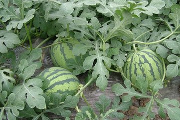 ����ϷNֲ�_�˿��Y���ߗl�S���F����֪��һ���͸߮a��