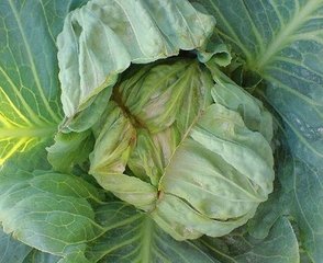 �߲�ȱ�}����Щ�Y���ν�Q��