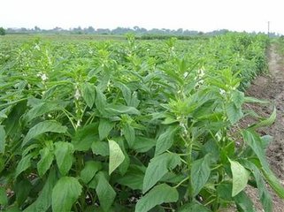 ��֥�����L�к������ʩ�ʣ�