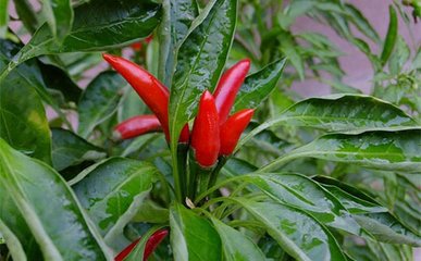 ����������ôʩ�ʺã���������ʩ�ʼ���