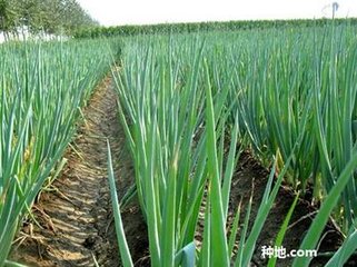 Խ���߲˶�ֲ����ζ��磿