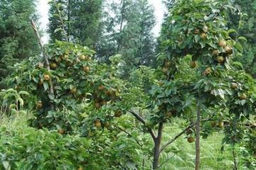 ��������a��΢�ʣ������a��΢�ʼ��g