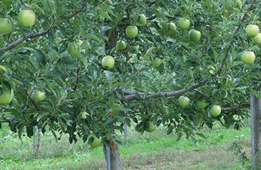 ��������a�}�������a�}�ķ���