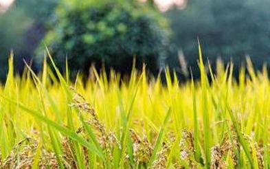 ʹ�������������ʲô��̎��