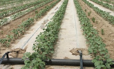 ���B�ֱ�͵����Ч���o����������ʲô׌�r����ԩ���X��