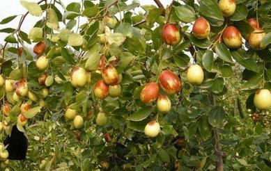 �o�����󗗵�ʩ�ʷ�����ʲô��