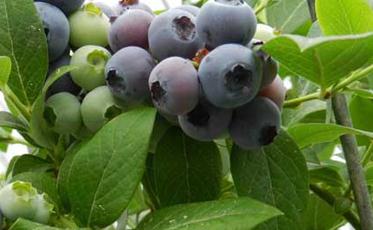 �{ݮʩ�ʕr�g��ʩ�ʷ���