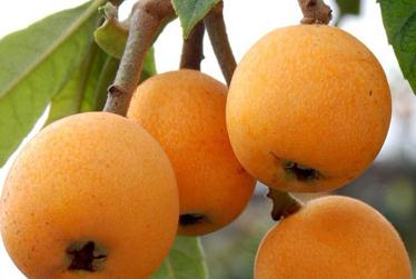 ���˿ƌWʩ�ʷ�����B