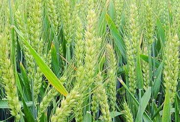 ���Ӳ������С�����׷�Ч����