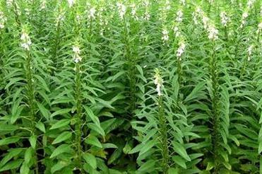 ���ӽo֥�释ʩ�~��ʣ�