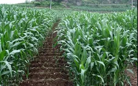 ���׏ķN���գ�һ������Ҫʩ�״ηʲſƌW��