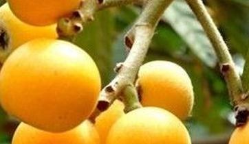 ���ˈ@��Ҋ������ʩ�ʷ�������Щ��