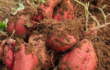 �t���@��ʩ�ʮa(ch��n)����