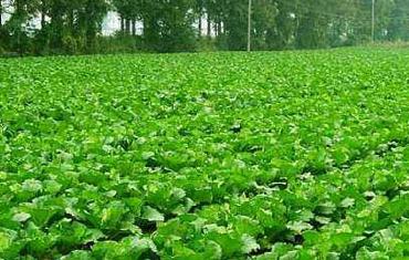 �ײ����Ҏ�ɼ�ʩ�ʼ��g��