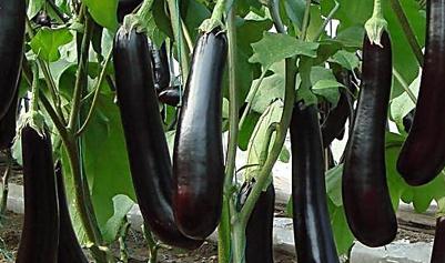 �ļ�����ʩ���v����