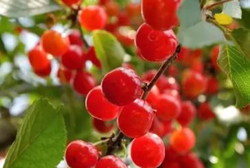 ���Ҳɺ����ʩ���أ�