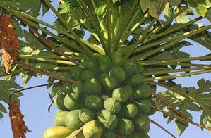 ��ľ�ϵ�ʩ�ʼ��gҪ�c����Щ��