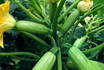 ���������Jԓ�x����_ʩ�ʲźã�