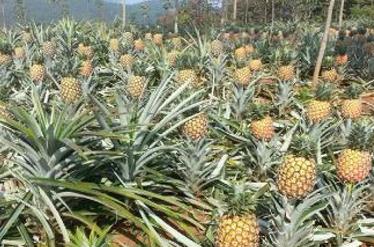 ���ӽo���}��Чʩ�ʣ�