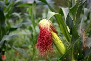 ����ȱ�،��Y��ʩ��