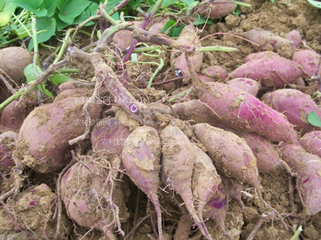 ����ʩ��Ҫ�c(di��n)����������ڞ�ʲôҪʩ��