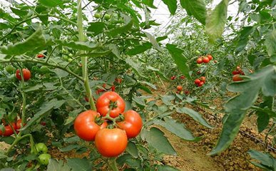 ���t���߮a(ch��n)ʩ������Щ���g(sh��)Ҫ�c(di��n)��