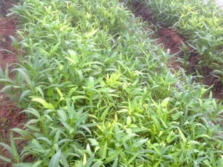 ���Ĳ���ʲô�ʺã����Ĳ����ʩ��