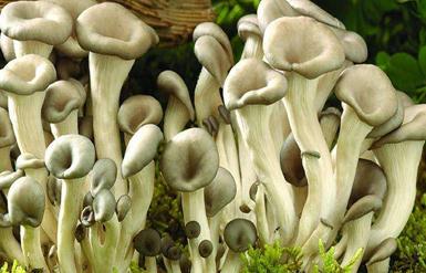 Ģ����ô׷����Ģ����׷�ʼ��g(sh��)