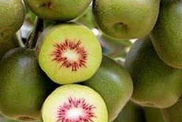 �t�īJ�������ʩ�ʿɸ߮a �t�īJ���Ҹ߮aʩ��