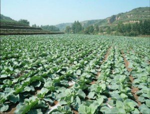 ���{���ʩ�ʣ����{��ʩ�ʼ��g