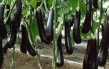 ����ʲô�r�gʩ����� ����ʩ����ѕr�g