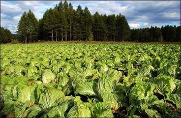 �}���ײ˸߮a��ʩ��Ҫ�c��ʲô