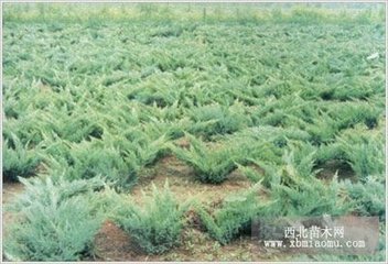 ɳ�ذصķ�ֳ�����ͷ�ˮ����