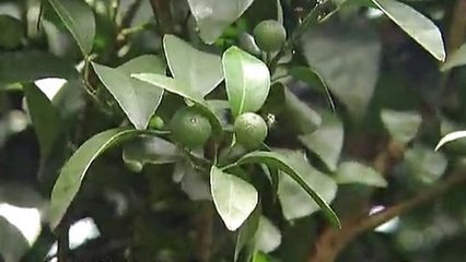 ��������ʵ�����ôʩ��