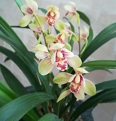 �m��ʩ��ʮ�������֪���חl��