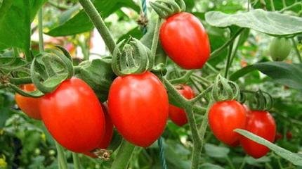 ʥŮ�����׷�ʣ�ʥŮ��׷��ԭ�t