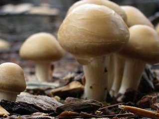 Ģ������ʩ�ʣ�