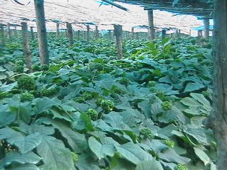 �Nֲ�˅����������ʩ�ʣ�