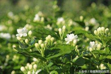 ������ô�Nֲ�����򻨵ķNֲ������ʩ�ʼ���