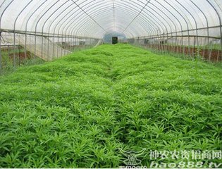 �����߲�ʩ���ЙC�ʲ���äĿ