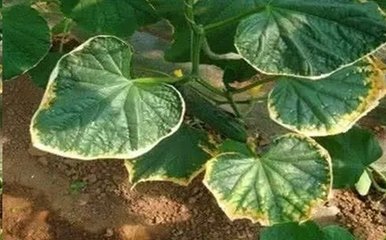 ���ʺ�����ô�a(ch��n)���ģ���ʲô�Y����