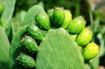 �����ƌ����ϵ�Ҫ��