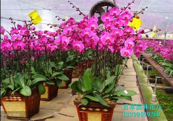 �����mʩ��ע�����