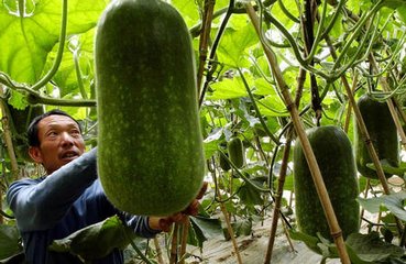 ���������ˮ����ι���