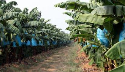 �㽶ʩ�ʳɱ��ߣ��㽶�ͳɱ�ʩ�ʷ���