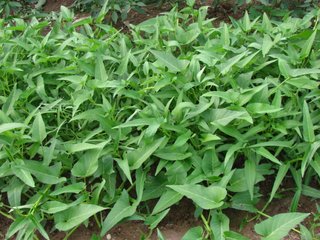 ���Ĳ˸߮aʩ�ʼ���