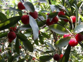 ��÷��ʩ�ʷ���