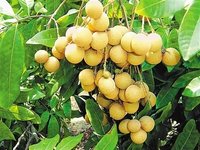 ���۲���ǰ����ôʩ��